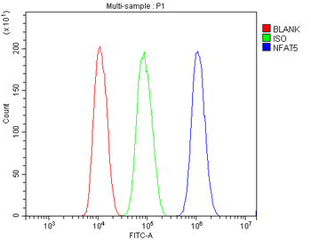 Anti-NFAT5 Antibody