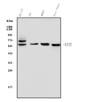 CD73/Nt5e Antibody