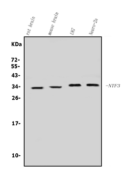 Anti-Neurotrophin 3/NTF3 Antibody