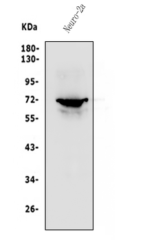 Anti-P2RX7 Antibody