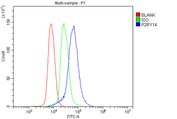 Anti-P2Y14/P2ry14 Antibody