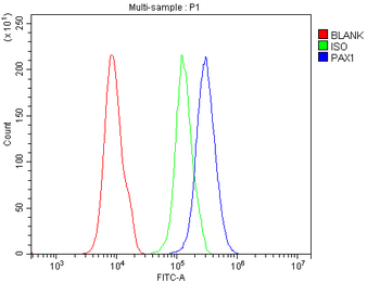 Anti-PAX1 Antibody