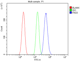 Anti-PAX3 Antibody