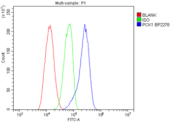 Anti-PCK1/PEPC Antibody