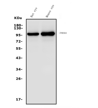 PDE6 alpha/PDE6A Antibody