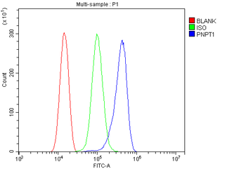 Anti-PNPT1 Antibody
