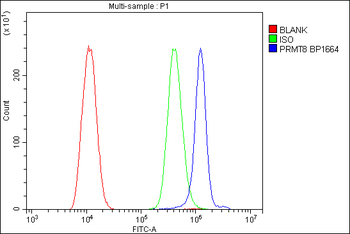 Anti-PRMT8 Antibody