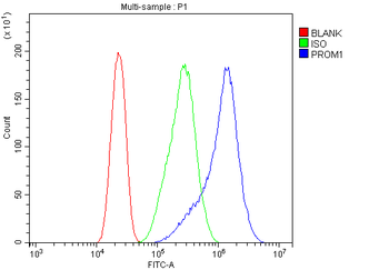Anti-PROM1 Antibody