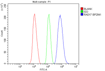 Anti-Rad17 Antibody