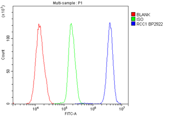 Anti-RCC1 Antibody