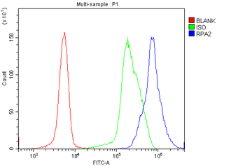 Anti-RPA32/RPA2 Antibody