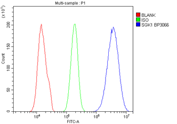 Anti-SGK1 Antibody