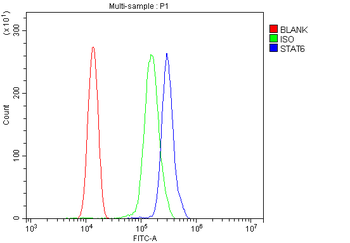 Anti-STAT6 Antibody