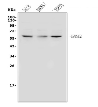 DR3/Tnfrsf25 Antibody