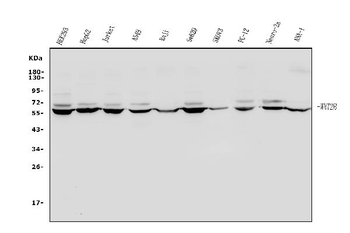 Anti-Wnt2b Antibody