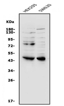 Wnt5b Antibody
