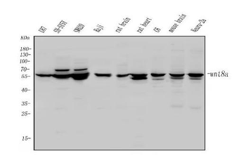 Anti-Wnt8a Antibody