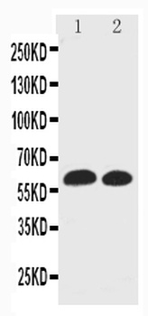 EAAT1/SLC1A3 Antibody