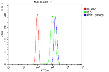 Anti-POT1 Antibody