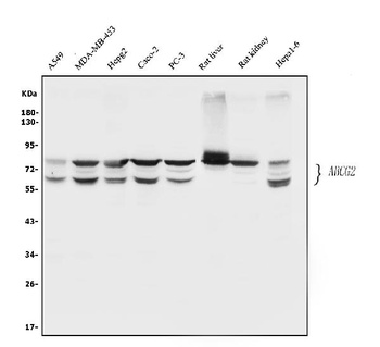 BCRP/ABCG2 Antibody