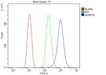 Anti-AKAP12 Antibody