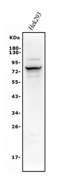Alkaline phosphatase/ALPL Antibody