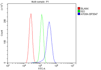 Anti-ATG9A Antibody