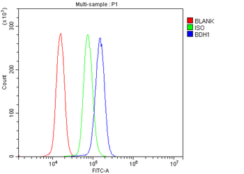 Anti-BDH1 Antibody