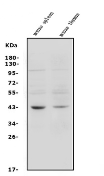 C5a-R/C5ar1 Antibody