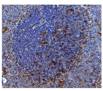 Anti-CD82 Antibody