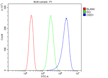 Anti-MitoNEET/CISD1 Antibody