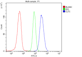 Anti-Clathrin heavy chain/CLTC Antibody