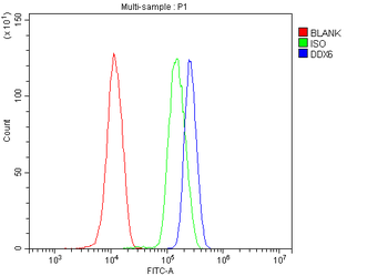 Anti-DDX6 Antibody