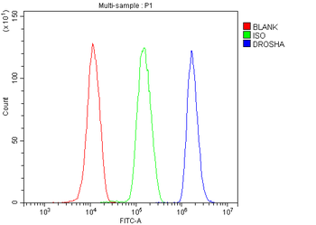 Anti-DROSHA Antibody