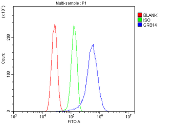 Anti-GRB14 Antibody