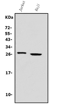 Anti-Granzyme A/GZMA Antibody
