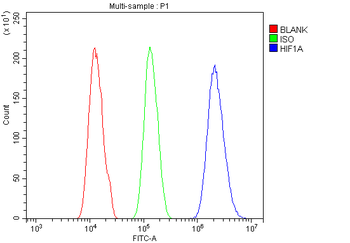 Anti-HIF-1 alpha/HIF1A Antibody