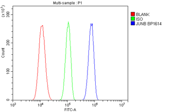 Anti-JUNB Antibody