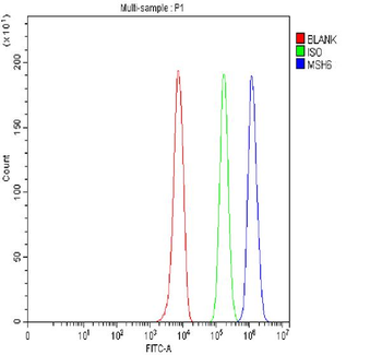 Anti-MSH6 Antibody