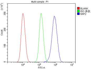 Anti-NFE2L2 Antibody