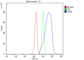 Anti-NOX5 Antibody