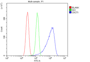 Anti-OXCT1/SCOT Antibody
