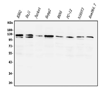 PI3K-gamma/PIK3CG Antibody