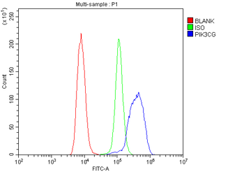 Anti-PI3K-gamma/PIK3CG Antibody