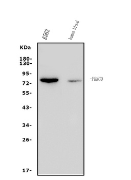 PKC theta/PRKCQ Antibody
