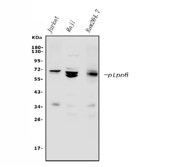 SHP1/PTPN6 Antibody