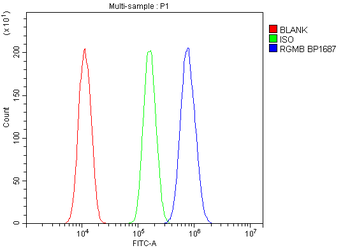 Anti-DRAGON/RGMB Antibody