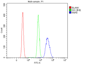 Anti-RNF8 Antibody