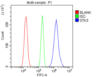 Anti-STK3/MST-2 Antibody