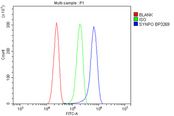 Anti-Synaptopodin/SYNPO Antibody